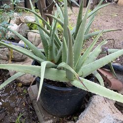 Aloe Vera