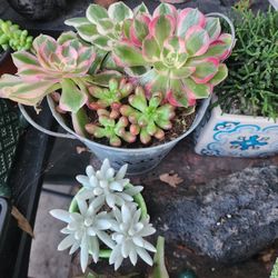 PLANT SALE THIS WEEK IN SAN LORENZO..PINK WITCH/LADY PLUS MORE