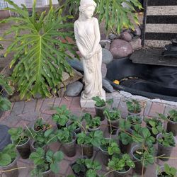 Organic Everbearing Strawberry Plants