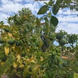 $275 Each Arizonagrown Citrus Trees 