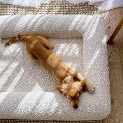 Barney Bed - Large Dog Bed w/ Boucle Cover