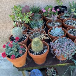 Plants/succulents