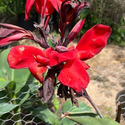 Canna Lily Red Plant