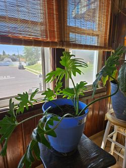 Beautiful Plant