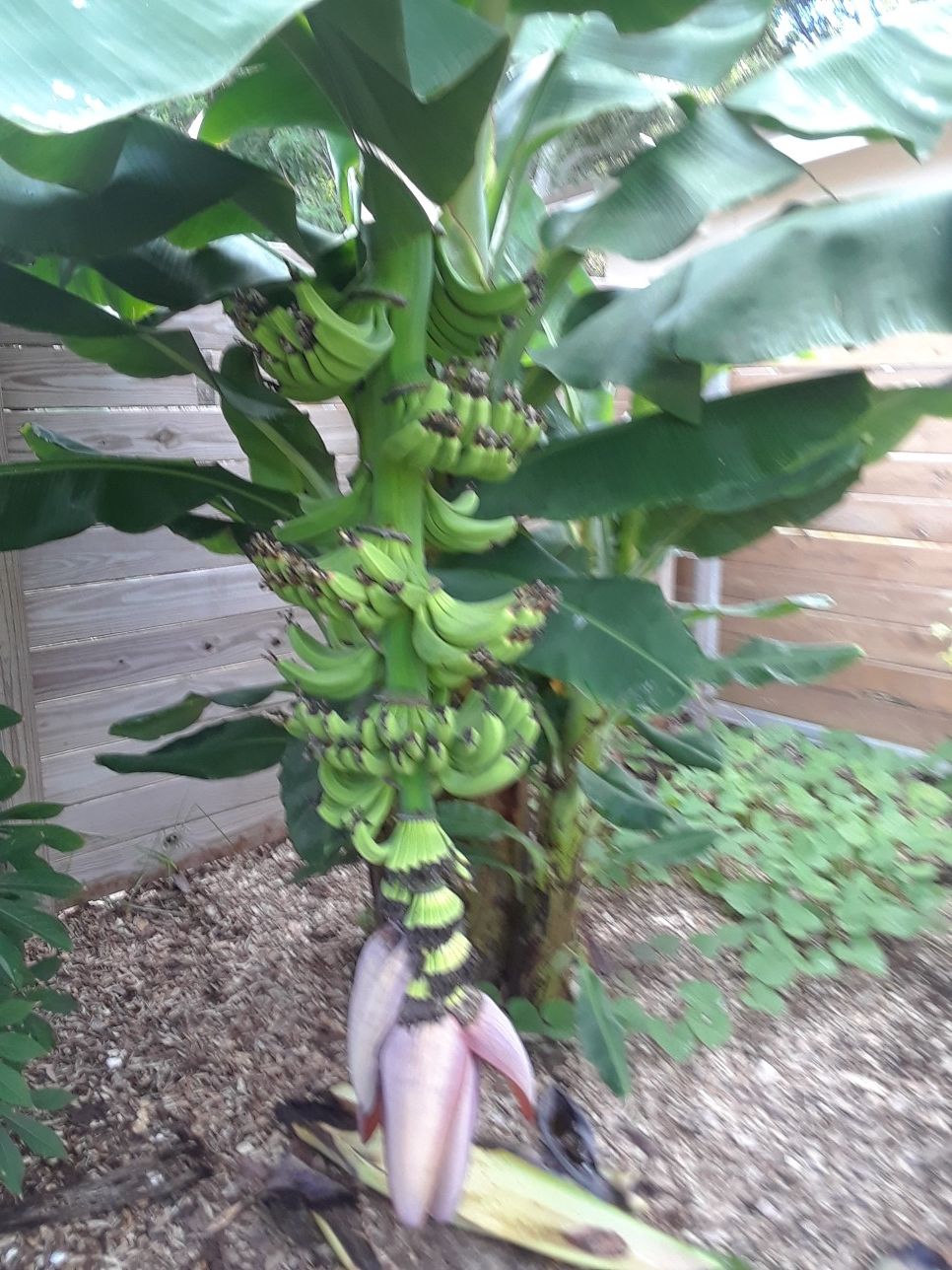 Platano Burro Enano 15galones