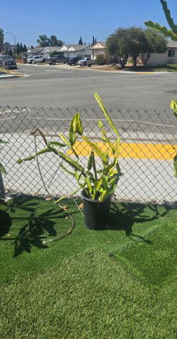 Dragon fruit plants