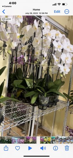 Phalanopsis Orchids