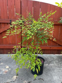 Potted Nandina shrub