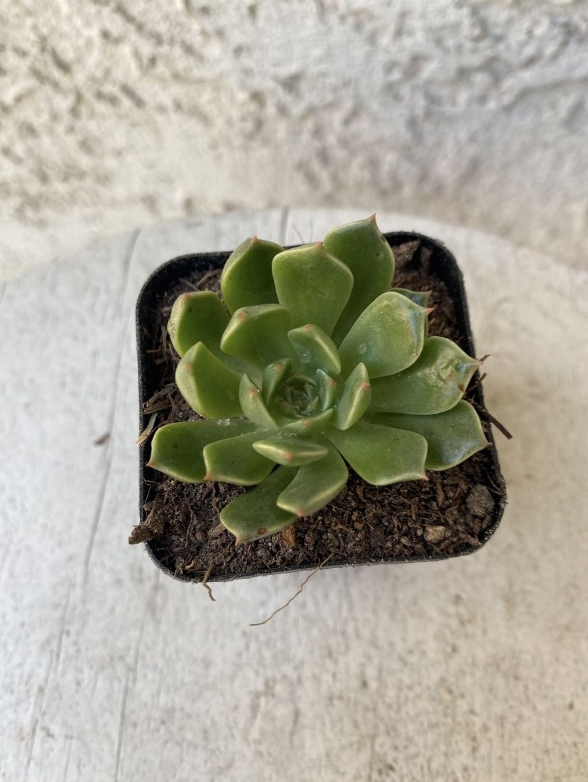 2 Inch Pot Succulent Plant - Echeveria Agavoides - Molded Wax - Rooted & Established - Drought Resistant 🪴 Baby Bridal Shower Favors