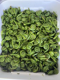 Fiddlehead from Northern Maine