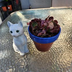Open succulent from a bud to a rose