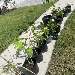 Mango/avocado Plants 