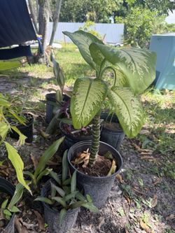 Nice Plant