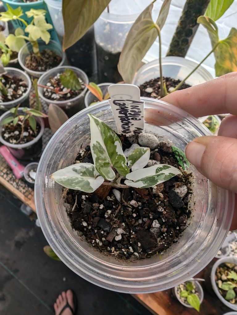 Rare Alocasias
