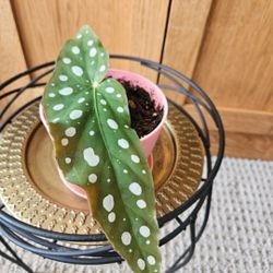 Angel Wing Begonia (Pink Pot-C)