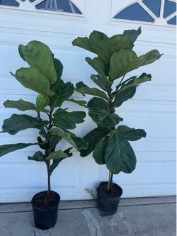 Fiddle leaf fig 50$ each