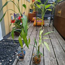 Lucky BAMBOO PLANTS 🪴 