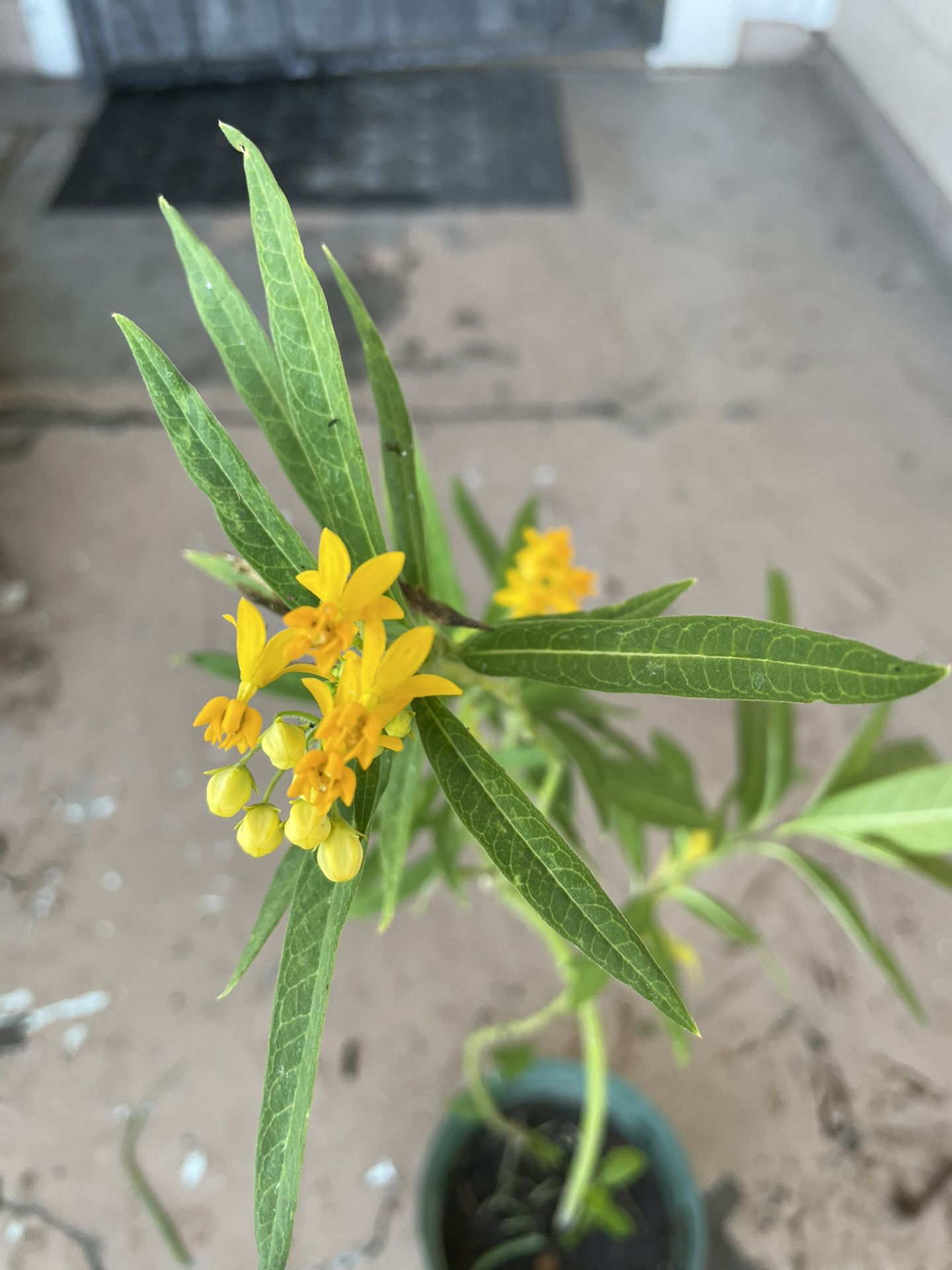 Yellow Butterfly Plant 