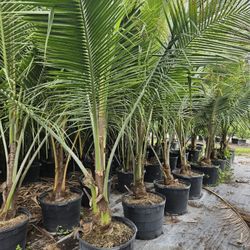 coco and foxtail palms 