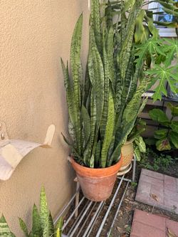 Snake plants