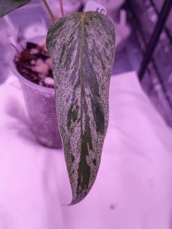 Anthurium Subsignatum albo