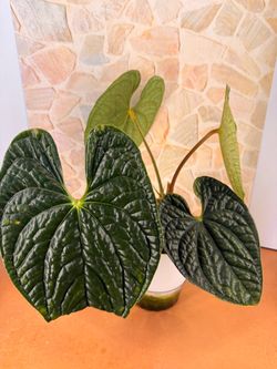 Anthurium Luxurian Plant - 6inch self watering LECA