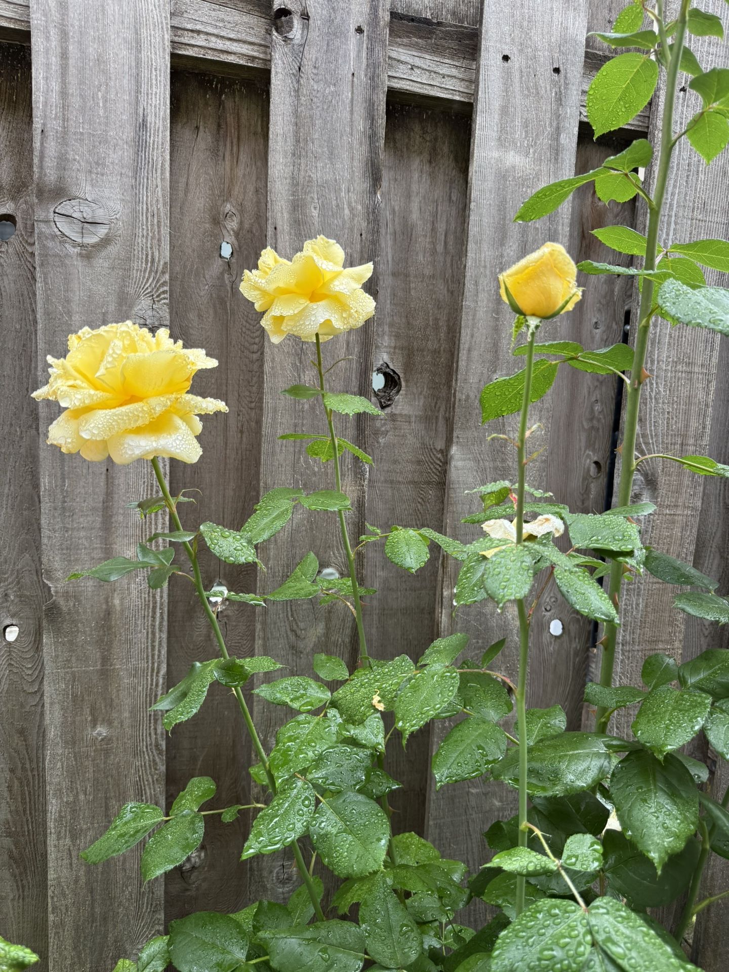 Roses in Pots
