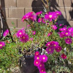 Ice Plant
