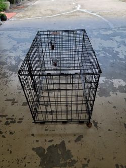 Medium  To Small  Dog