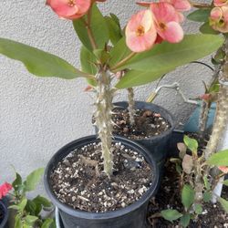 Corona De Cristo Maceta De Un Galón