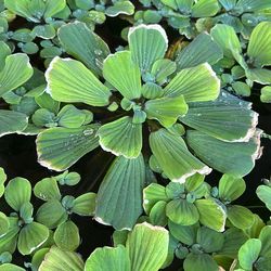 20 water lettuces for $10