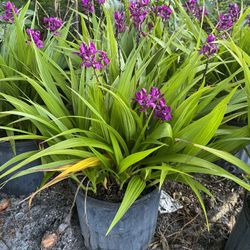 Ground Orchid - 3 Gallon