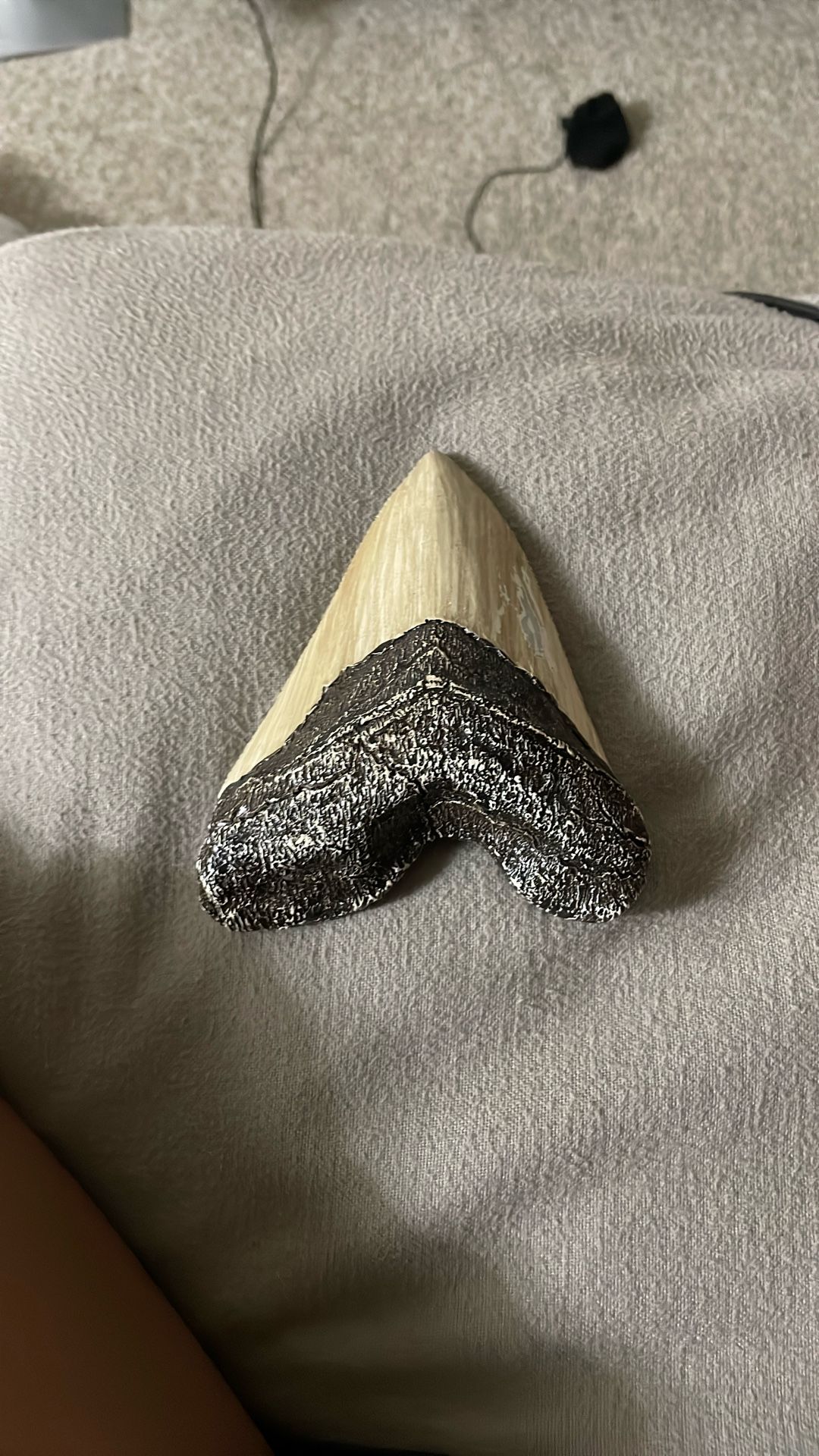 Clay Great White Shark Tooth 