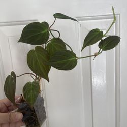 Philodendron Micans Plant 