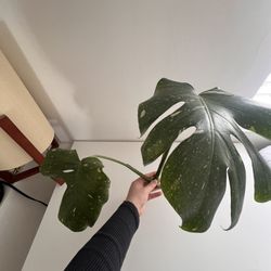 Monstera Thai Con Cutting