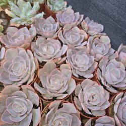 Echeverias & Succulent 