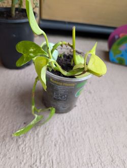 plant