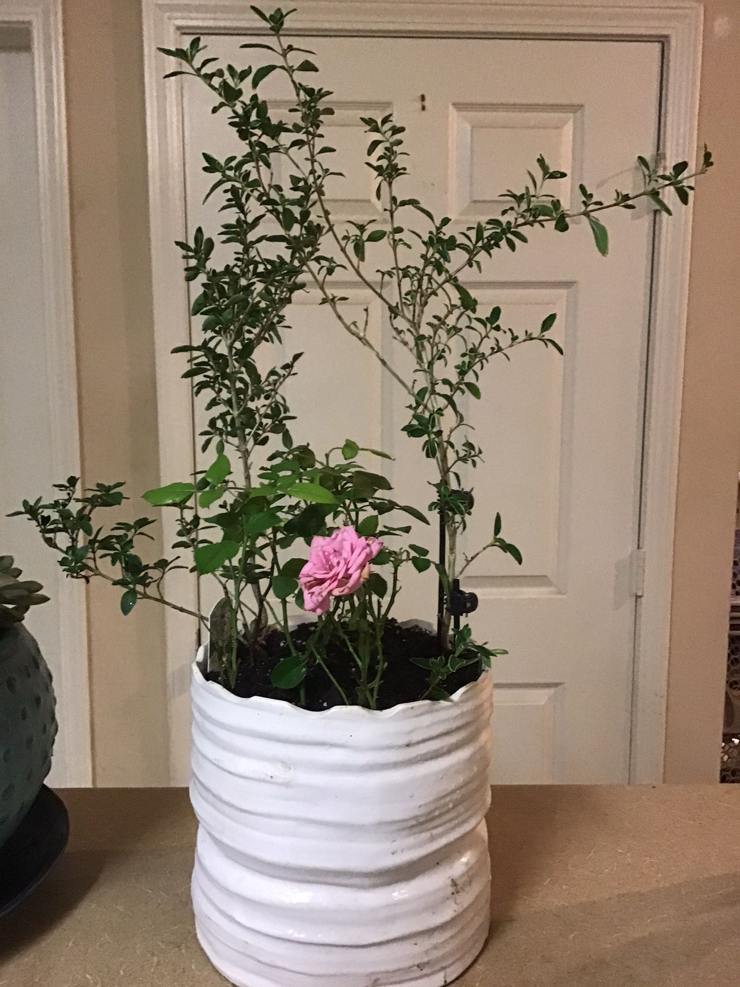 $50 - Mini Rose and Variegated SnowRose Bonsai in Ceramic Planter