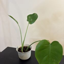 Small Monstera Deliciosa Plant