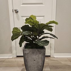Faux Fig Plant