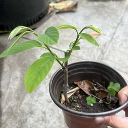Durian Atemoya Fruit Tree