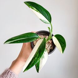 Rare Aroid Monstera  Standleyana Albo Variegated Plant/ House Plant/ Indoor Plant Flower Patio Garden