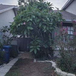 Plumeria Trees 20' Plus