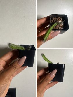 Baby Dragon Fruit