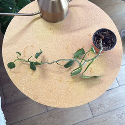 Philodendron Florida Green 