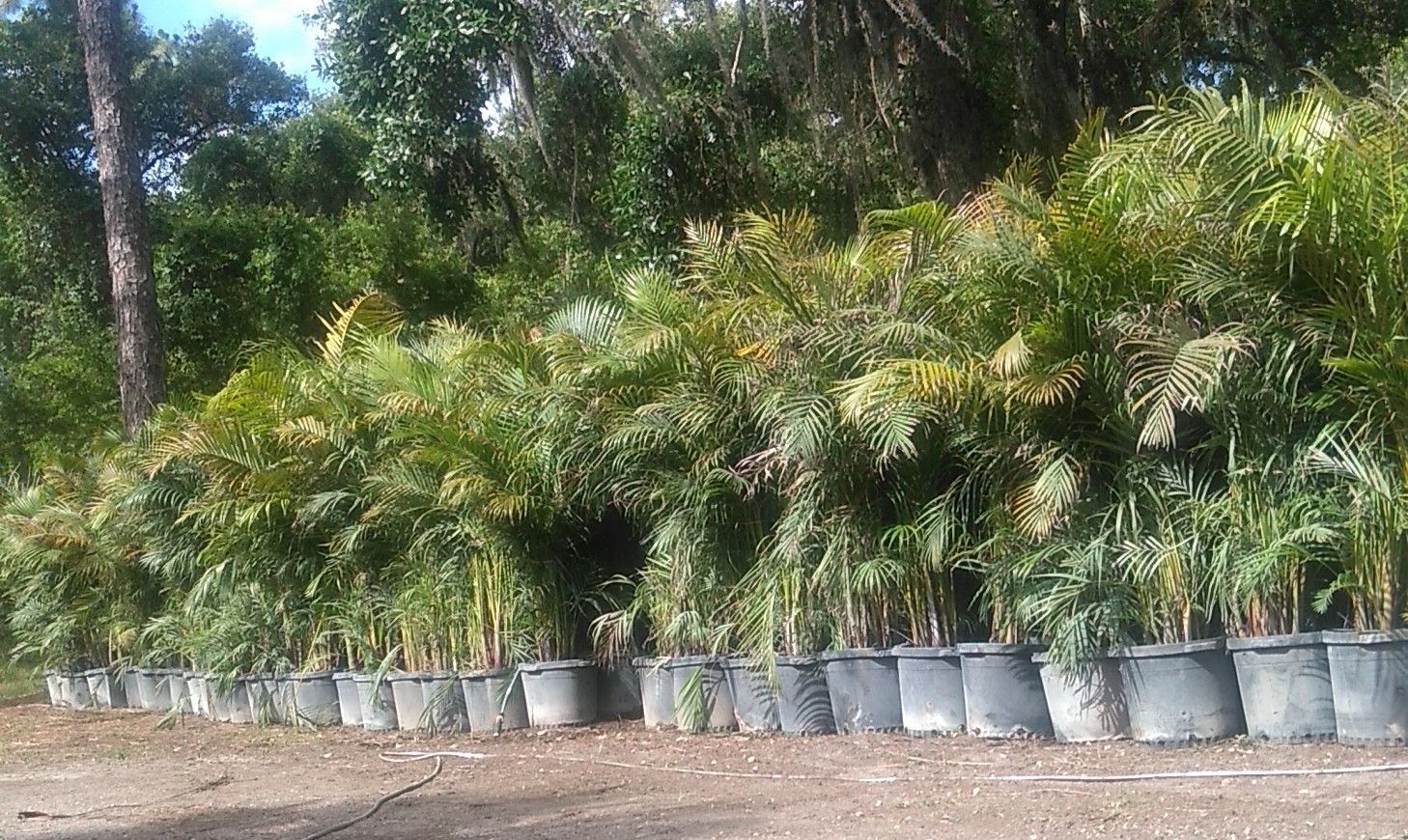 Areca Palm Natural Fence. Privacy From those Nosey neighbors
