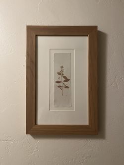Framed Plant Print 
