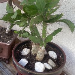Potted Cactus With Nice Pot $15
