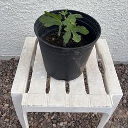 Plant Sale, Fig Tree