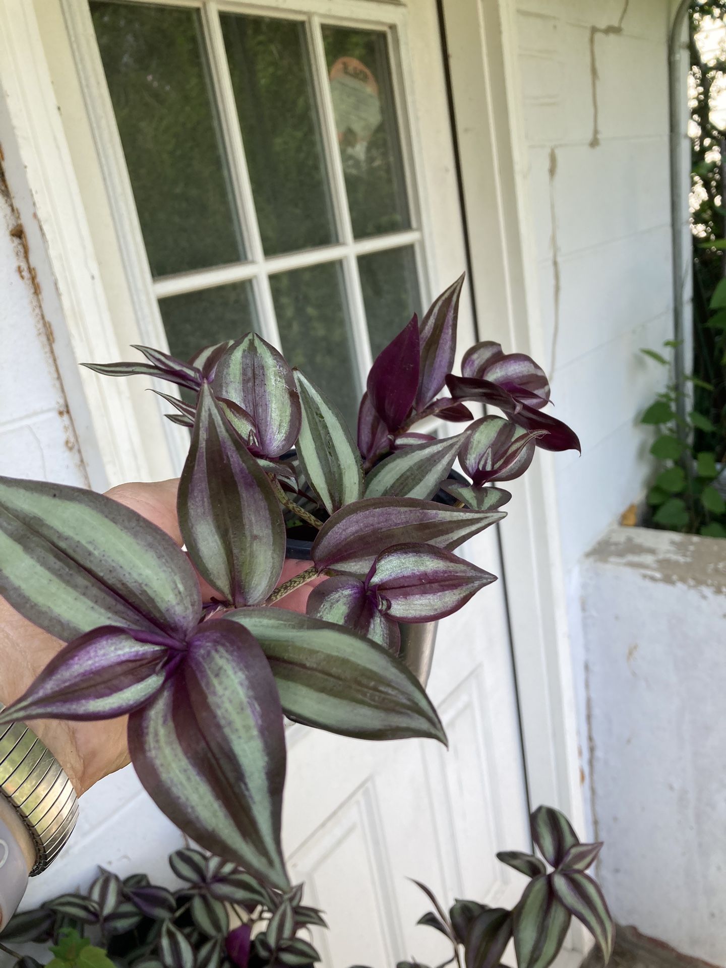 Tradescantia Plant Wandering Jew Inch Plant